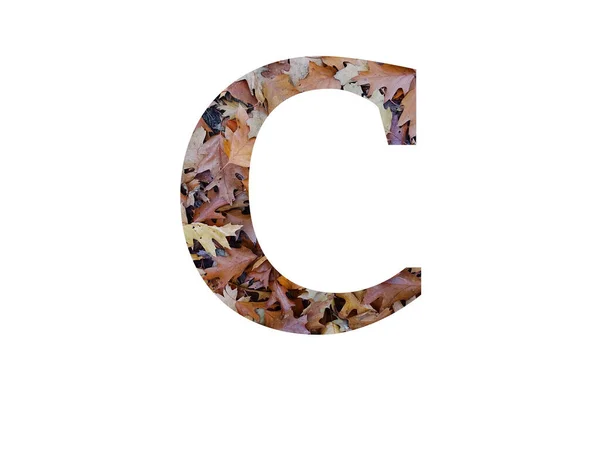 字母C 用秋天的褐色橡木叶制成 用白色背景隔开 — 图库照片