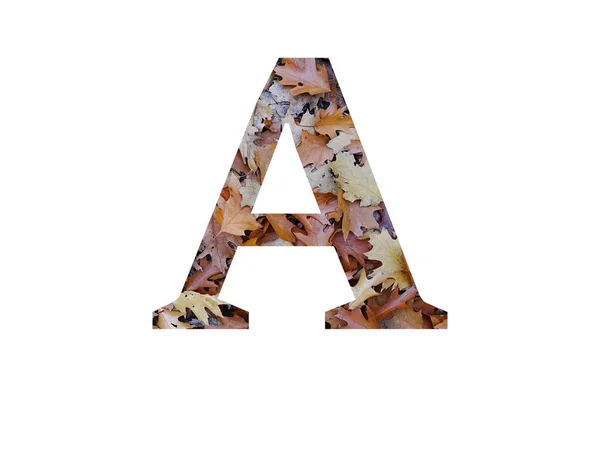 Buchstabe Des Alphabets Aus Herbstbraunen Eichenblättern Isoliert Auf Weißem Hintergrund — Stockfoto