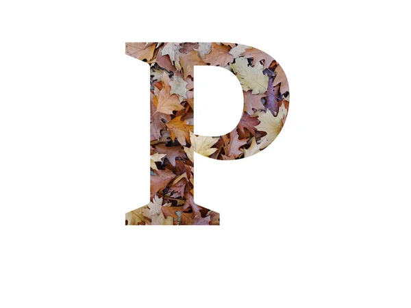 秋の茶色のオークの葉で作られたアルファベットの文字Pは 白い背景に隔離されています — ストック写真