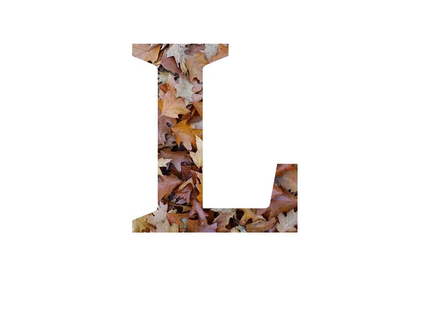 Litera Alfabetu Wykonana Liści Dębu Brunatnego Jesienią Izolowana Białym Tle — Zdjęcie stockowe