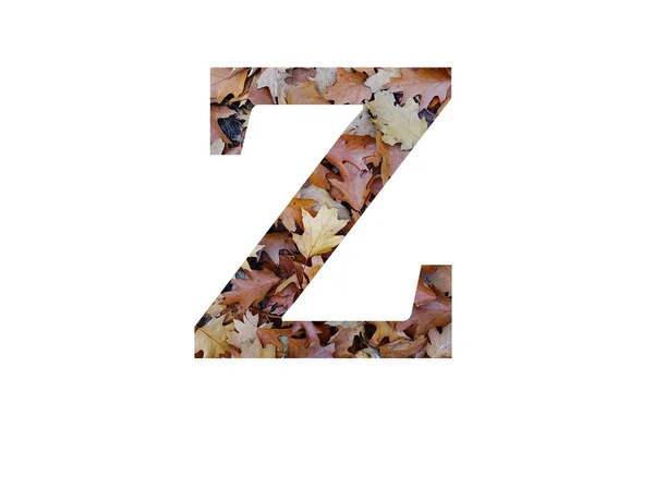 字母Z 用秋天的褐色橡木叶制成 用白色背景隔开 — 图库照片