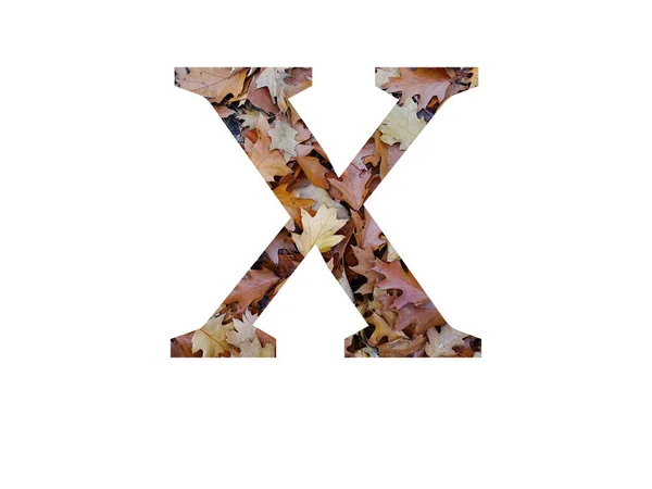 字母X 用秋天的褐色橡木叶制成 用白色背景隔开 — 图库照片