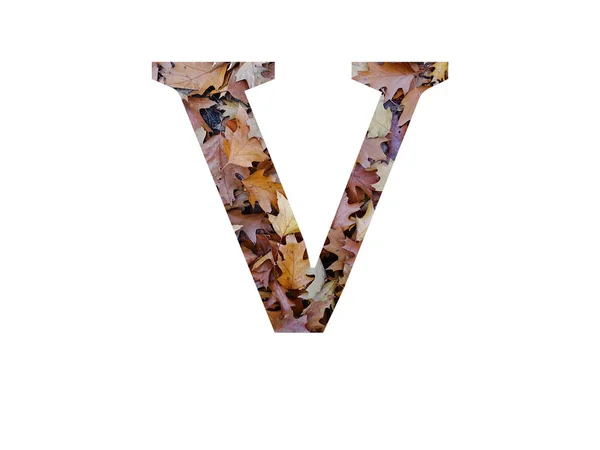 字母V用秋天的褐色橡木叶制成的字母V 用白色背景隔开 — 图库照片