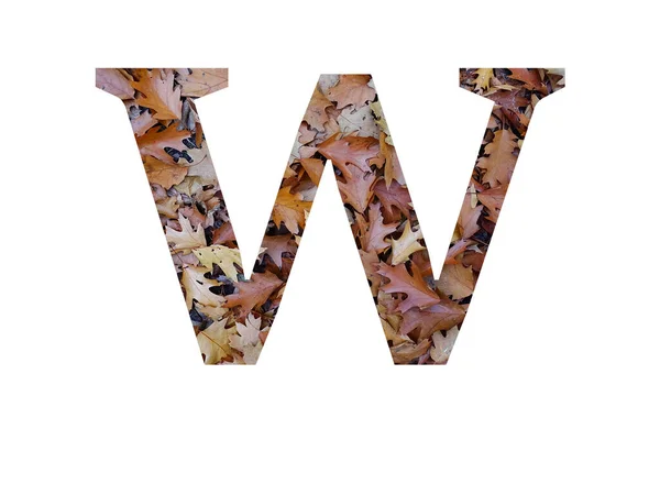 字母W 用秋天的褐色橡木叶制成 用白色背景隔开 — 图库照片
