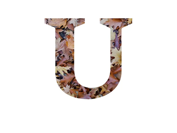 Буква Алфавита Выполненная Осенью Коричневого Дуба Выделена Белом Фоне — стоковое фото