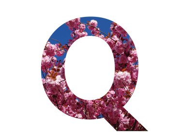 Beyaz bir arka planda izole edilmiş, bir budama ağacının pembe çiçeğiyle yapılan alfabenin Q harfi.