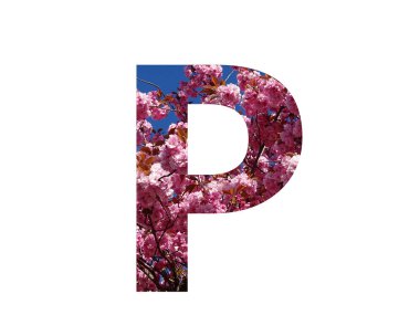 Beyaz bir arka planda izole edilmiş, bir budama ağacının pembe çiçeğiyle yapılan alfabenin P harfi.