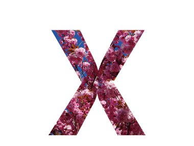 Alfabenin X harfi, beyaz bir arka planda izole edilmiş, bir budama ağacının pembe çiçeğinden yapılmıştır.
