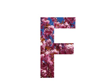 Beyaz bir arka planda izole edilmiş, bir budama ağacının pembe çiçeğiyle yapılan alfabenin F harfi.