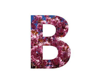 Alfabenin B harfi, beyaz bir arka planda izole edilmiş, bir budama ağacının pembe çiçeğinden yapılmıştır.