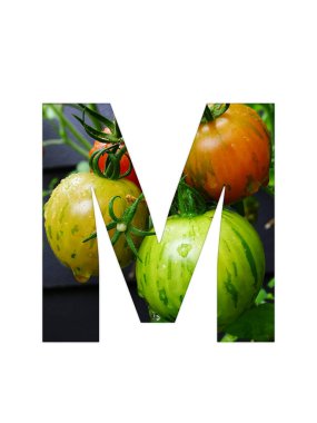 Letter M of the alphabet made with a bunch of tomatoes, yellow unripe and red ripe tomatoes, isolated on a white background