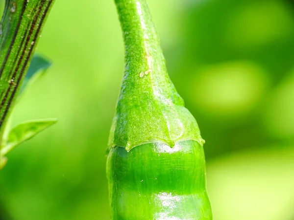 Macro Eccellente Peperoncino Verde Capsicum Frutescens Appeso Una Pianta Con — Foto Stock