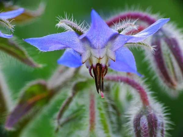 Primer Plano Una Hermosa Flor Azul Borraja Borago Officinalis Con —  Fotos de Stock