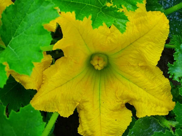 Feche Flor Amarela Abobrinha Cucurbita Pepo Com Cores Verde Amarelo — Fotografia de Stock