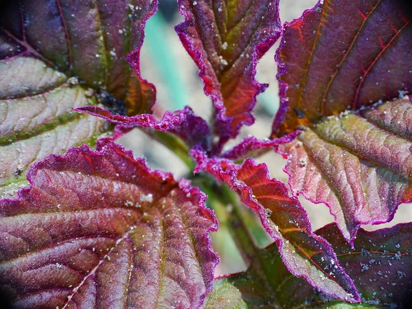 Stock image Close up of beautiful leaf of amaranth plant (Amaranthus cruentus). with colors red, purple, brown and pink