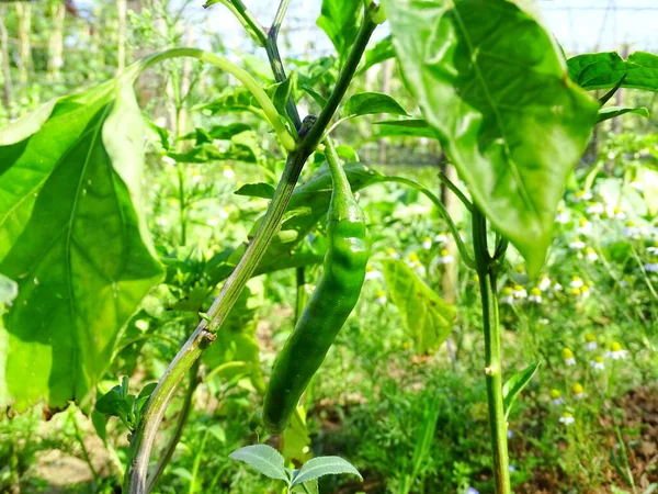 Зеленый Перец Чили Capsicum Frutescens Висящий Растении Огороде Множеством Других — стоковое фото