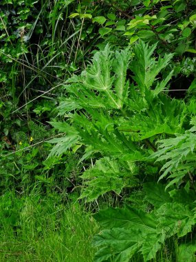Japon düğüm otunun (Fallopia japonica) arkaplan yaprağında yeşil ve kahverengi renklerde genç yosun yaprağı (Heracleum sphondylium) bulunur.