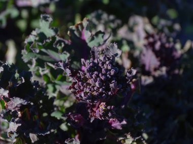 Brokoli Purple Sprouting Early 'nin (Brassica oleracea botrytis var. Cymosa) sebze bahçesinde. Mor ve yeşil renklerle