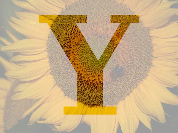 黄色のひまわりで作られたアルファベットの文字Y透明背景 — ストック写真