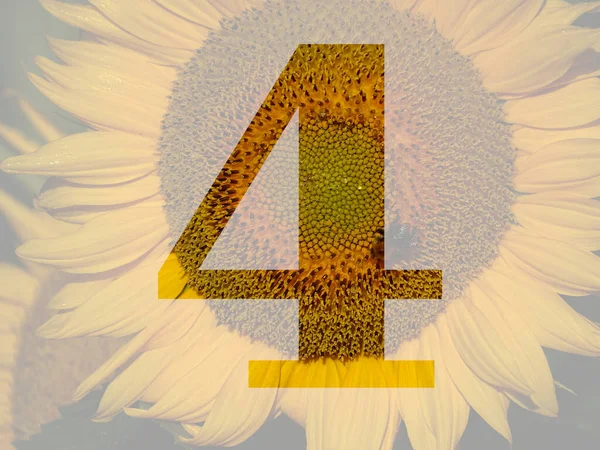 Zahl Des Alphabets Mit Gelber Sonnenblume Transparentem Hintergrund — Stockfoto