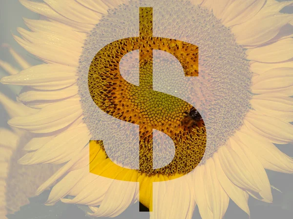 由黄色向日葵制成的字母的美元符号 背景透明 — 图库照片