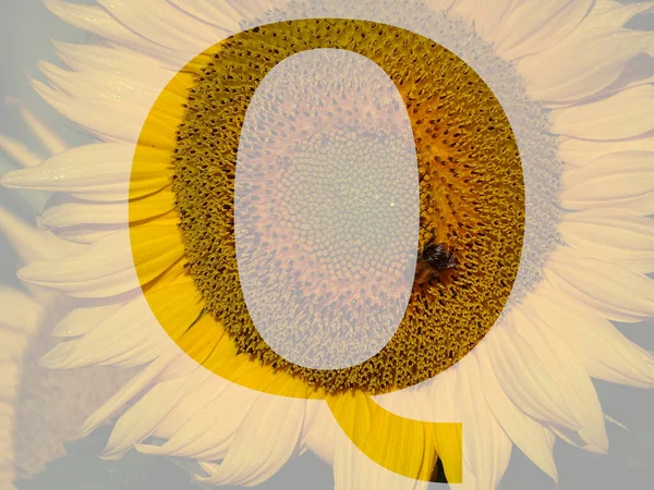 Γράμμα Του Αλφαβήτου Κίτρινο Ηλιοτρόπιο Διαφανές Φόντο — Φωτογραφία Αρχείου