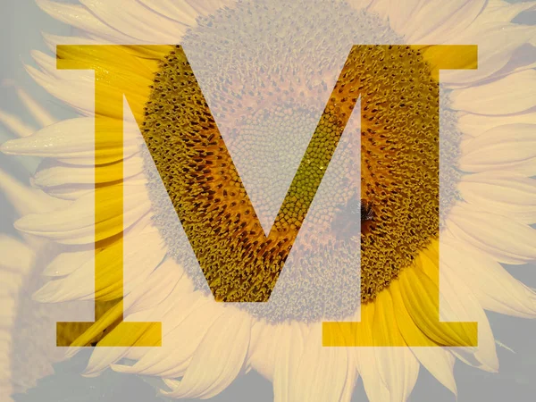 字母M 由黄色向日葵制成 背景透明 — 图库照片