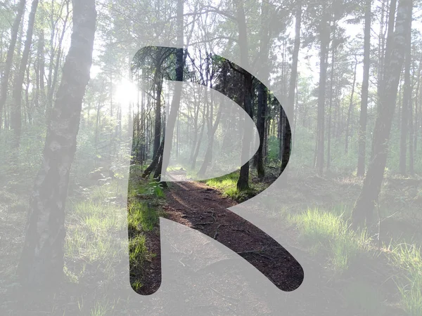在森林里用阳光制成的字母R 与透明的背景隔离 — 图库照片