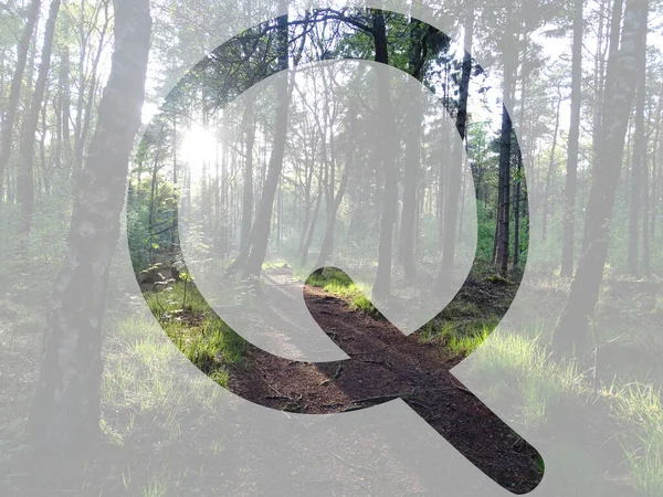 字母Q 由森林中的阳光照射制成 背景透明 — 图库照片
