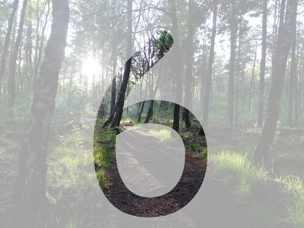 Numer Alfabetu Wykonanego Światła Słonecznego Lesie Odizolowanego Przezroczystym Tłem — Zdjęcie stockowe