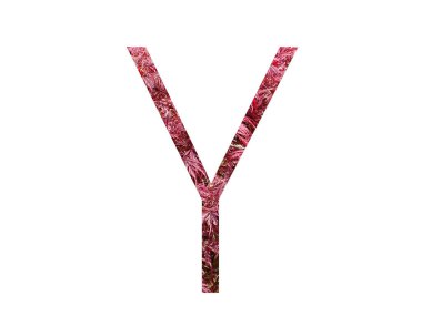 Alfabedeki Y harfi kırmızı yapraklardan yapılmış, beyaz arkaplanda izole edilmiş.