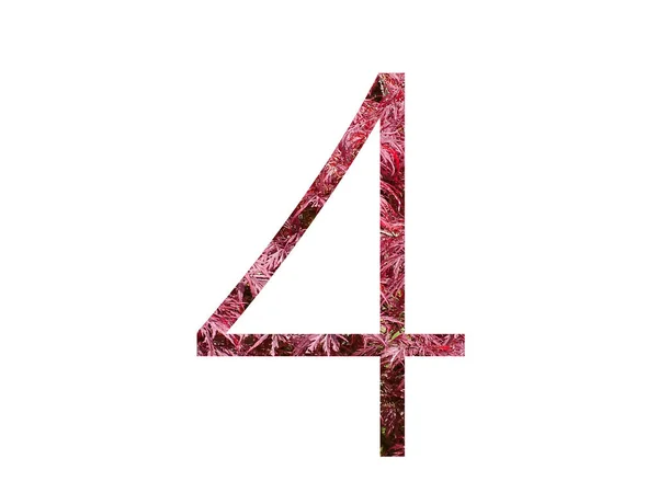Nummer Des Alphabets Aus Roten Blättern Isoliert Auf Weißem Hintergrund — Stockfoto