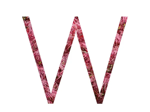 字母W用红叶制成的字母W 用白色背景隔开 — 图库照片