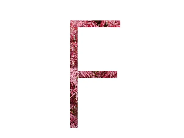 字母F用红叶制成的字母表中的字母F 用白色背景隔开 — 图库照片