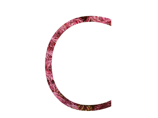 字母C由红叶制成的字母表中的字母C 用白色背景隔开 — 图库照片