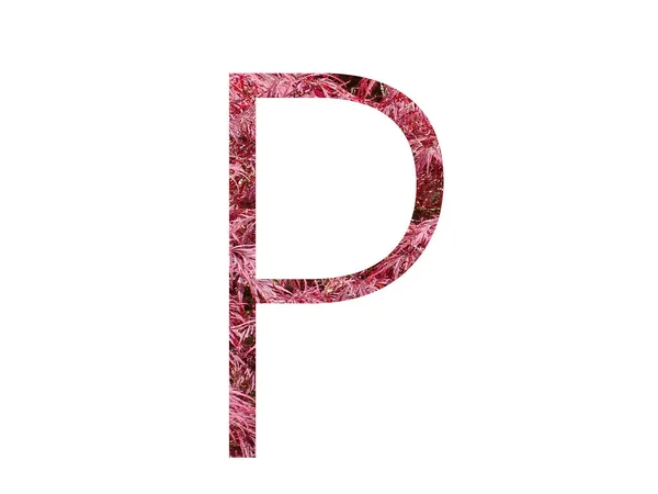 赤い葉で作られたアルファベットの文字Pは 白い背景に孤立しています — ストック写真