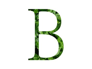 Taze yeşil yapraklı alfabenin B harfi, beyaz arka planda izole edilmiş.