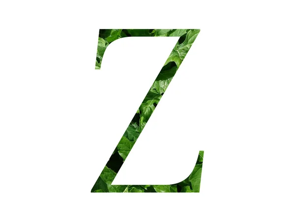 字母Z由新鲜的绿叶制成的字母Z 用白色背景隔开 — 图库照片