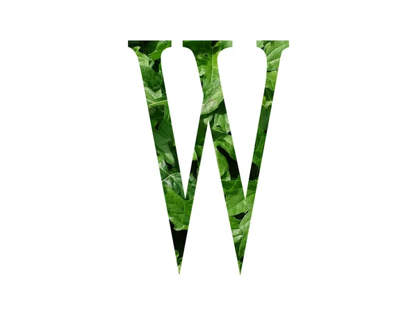 Alfabenin Harfi Taze Yeşil Yapraktan Yapılmış Beyaz Arka Planda Izole — Stok fotoğraf