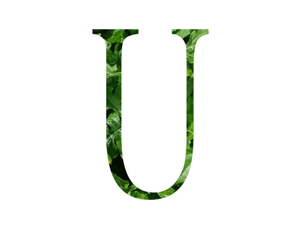 Літера Алфавіту Зроблена Свіжим Зеленим Листом Ізольована Білому Тлі — стокове фото
