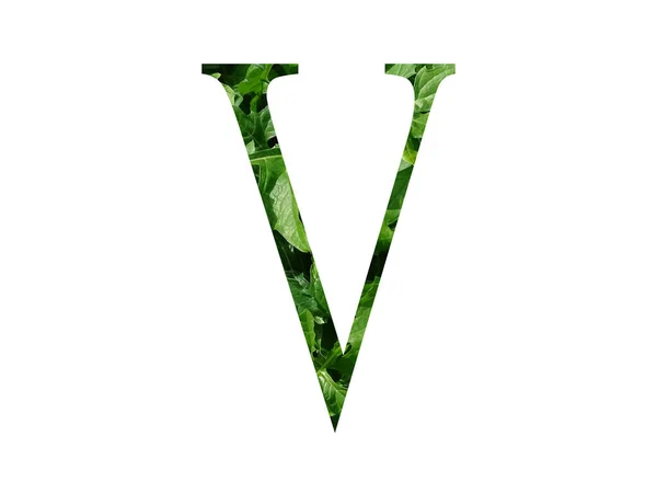 字母V由新鲜的绿叶制成的字母V 用白色背景隔开 — 图库照片