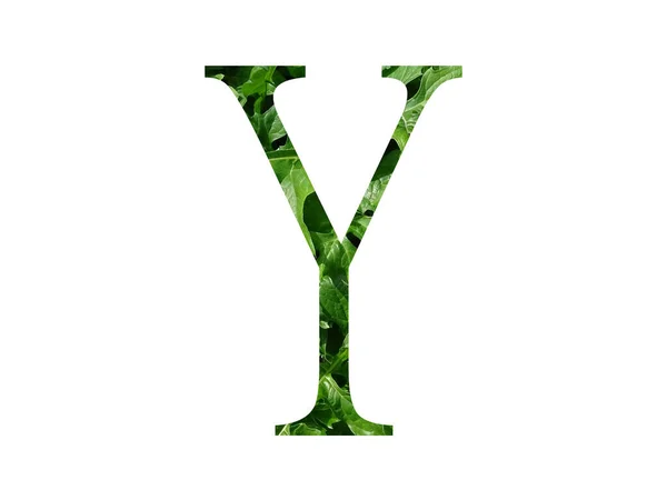 Litera Alfabetu Wykonana Świeżego Zielonego Liścia Odizolowana Białym Tle — Zdjęcie stockowe