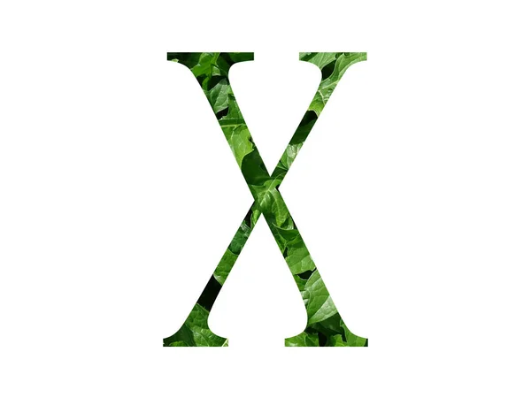 緑の葉で作られたアルファベットの文字Xは 白い背景に隔離されています — ストック写真