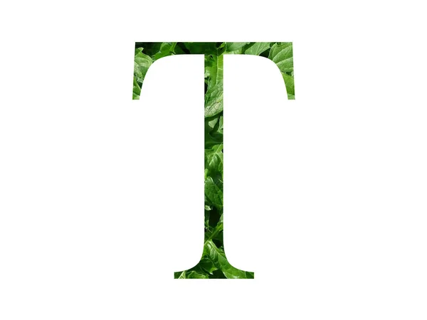 字母T由新鲜绿叶制成的字母T 用白色背景隔开 — 图库照片
