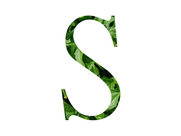 Carta Alfabeto Feito Com Folha Verde Fresca Isolado Fundo Branco — Fotografia de Stock