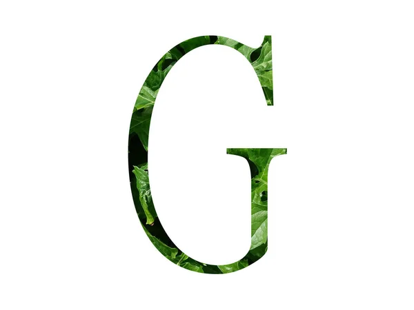 Písmeno Abecedy Čerstvým Zeleným Listem Izolované Bílém Pozadí — Stock fotografie