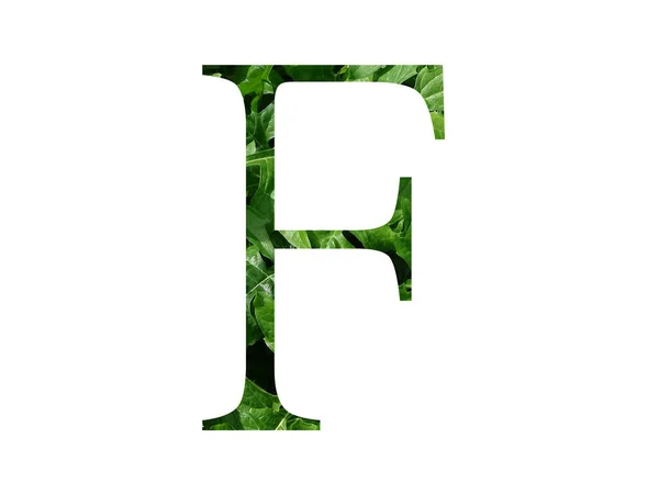 Lettera Dell Alfabeto Foglia Verde Fresca Isolata Fondo Bianco — Foto Stock