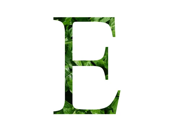 緑の葉で作られたアルファベットの文字Eは 白い背景に隔離されています — ストック写真