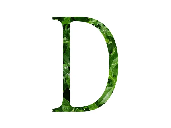 Alfabenin Harfi Taze Yeşil Yaprakla Yapılmış Beyaz Arka Planda Izole — Stok fotoğraf