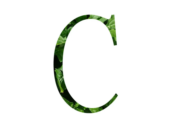 字母C 由新鲜的绿叶制成 用白色背景隔开 — 图库照片
